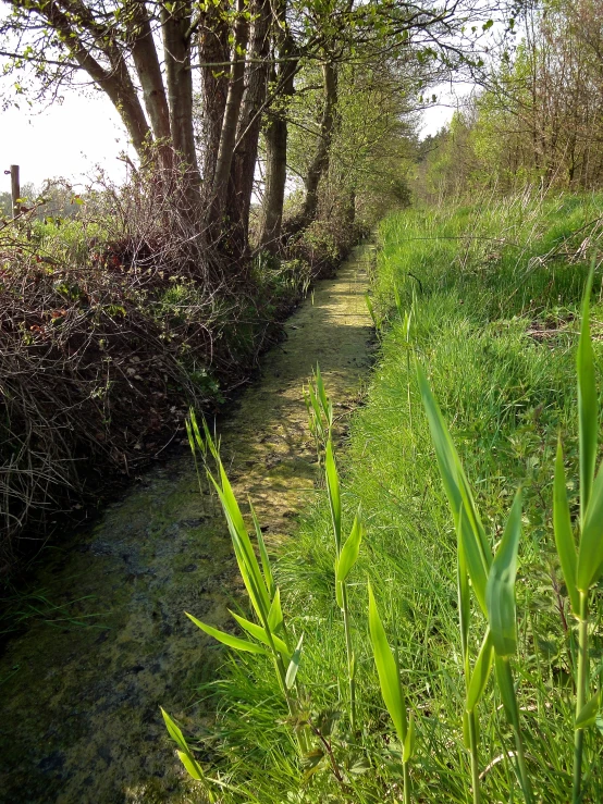 a narrow trail leads from the trees to a grassy area