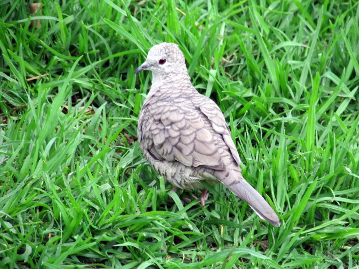 a bird is standing in the green grass