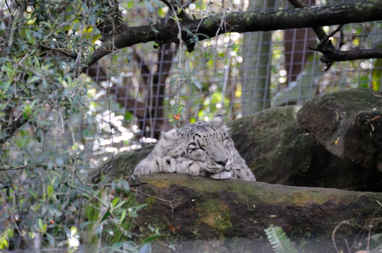 a white tiger sleeping on a rock near some trees