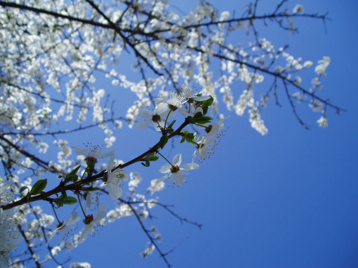 a tree with white flowers in the air