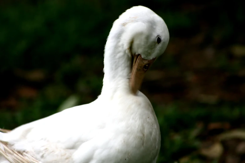 a goose with a red beak in the grass