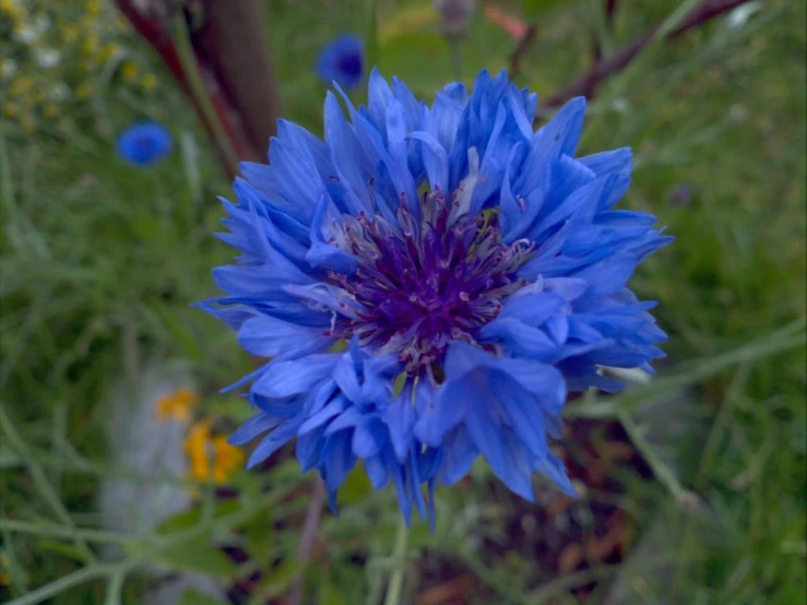 a flower that is outside with some grass and flowers in the background