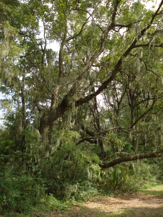 a horse is standing in front of the trees