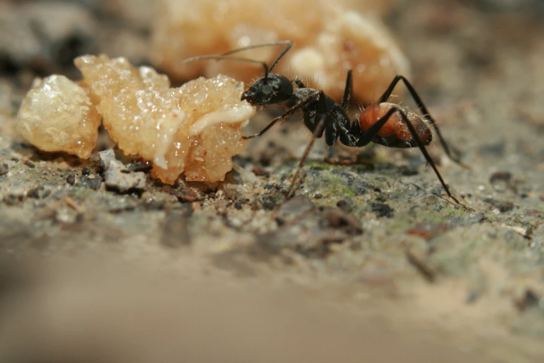 an ant is standing on a piece of material