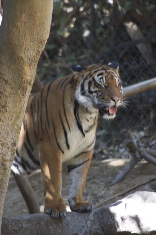 the tiger is walking through the zoo exhibit