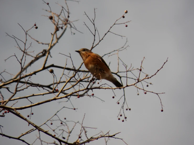 a bird is sitting on a nch with berries