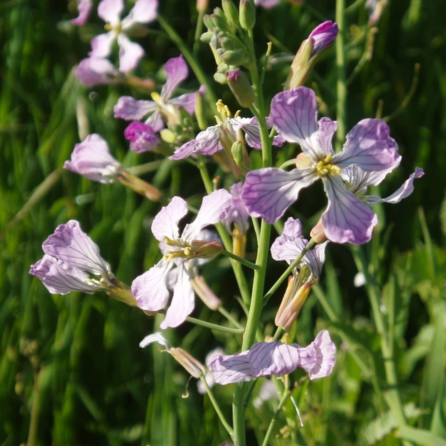 a group of purple flowers are near green grass