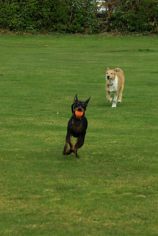 a dog chasing another dog on a lawn