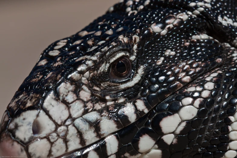 close up picture of the black and white lizard