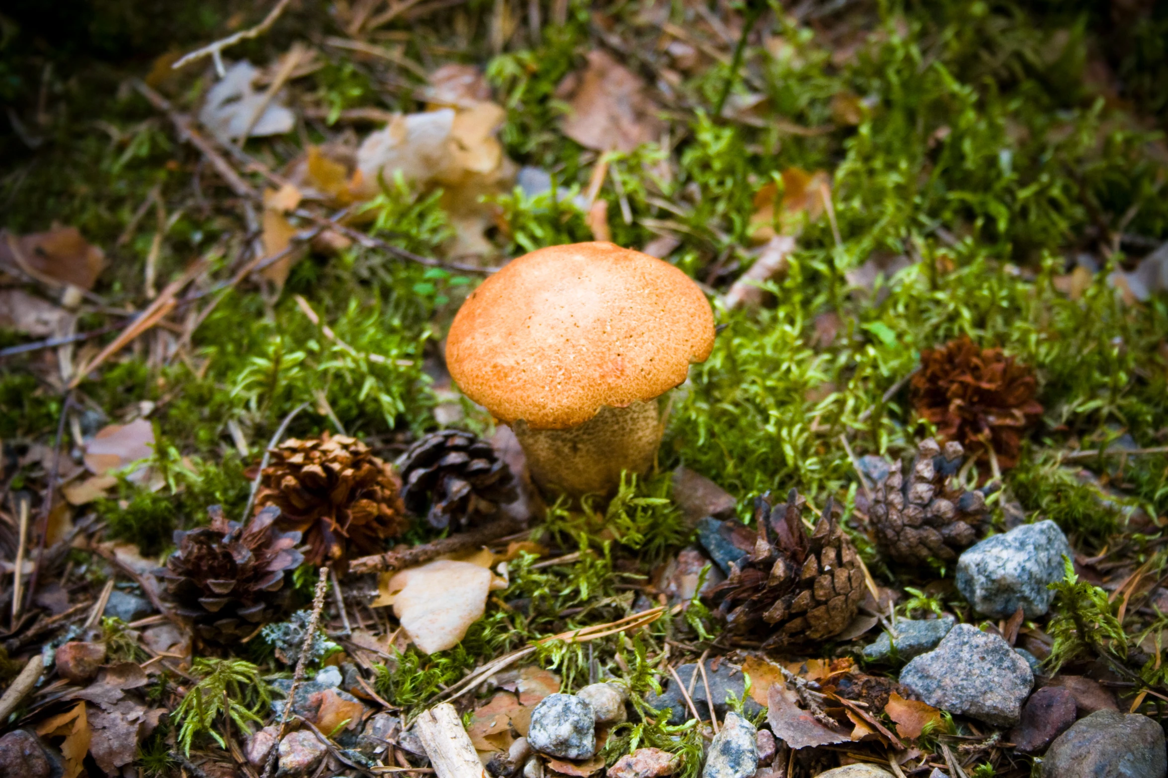 a tiny mushroom is surrounded by other plants and leaves