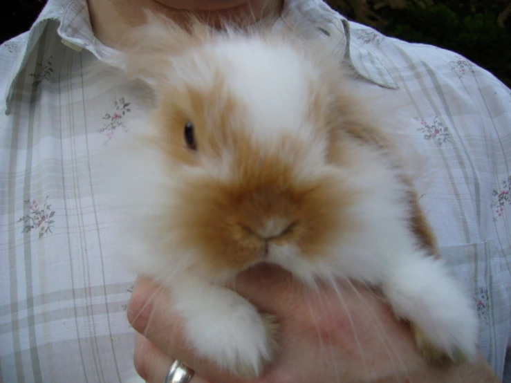 a woman holding a very cute bunny inside