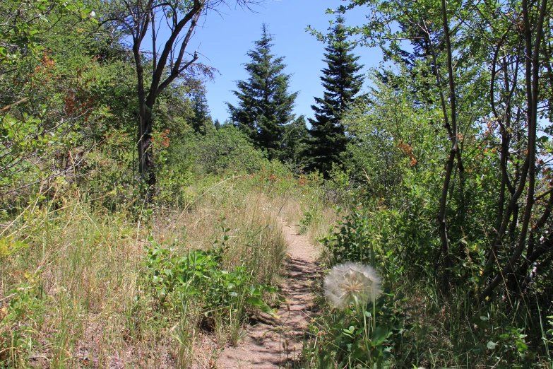 a dirt road surrounded by tall, dry trees