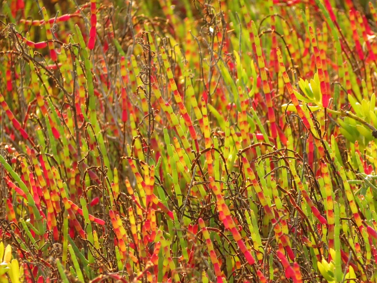 an area with different colored plants and brown, red, and green leaves