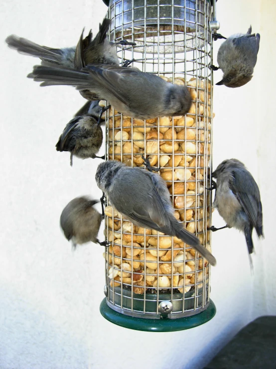 several small birds eating food off a feeder