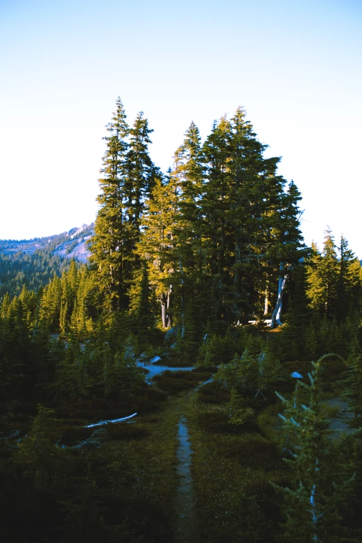 a group of large trees in the middle of a forested area