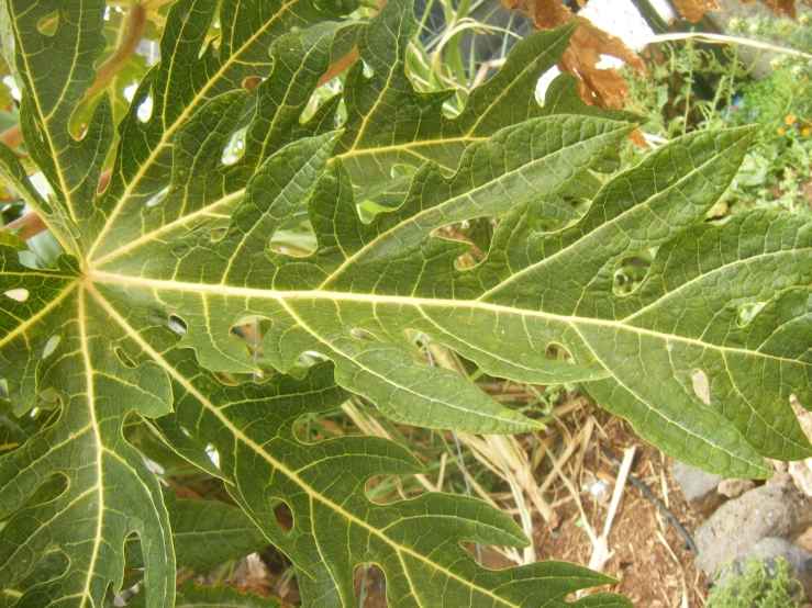 the large leaves of a tree are shown in closeup