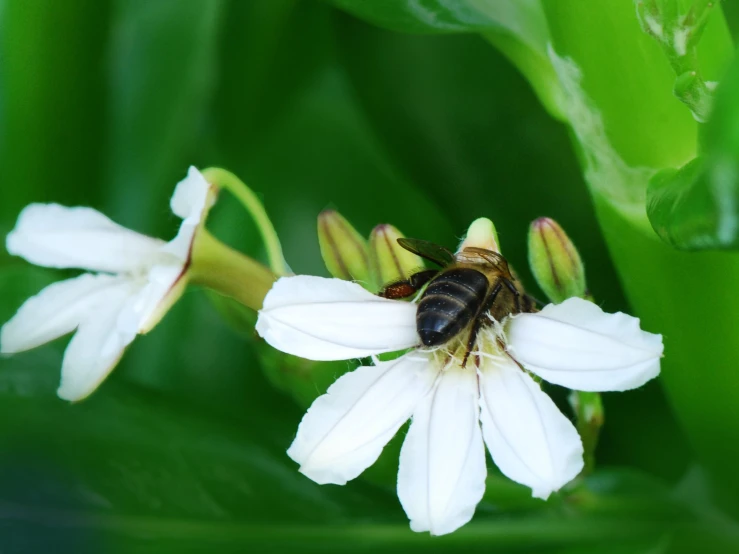 a bee is on some white flowers outside