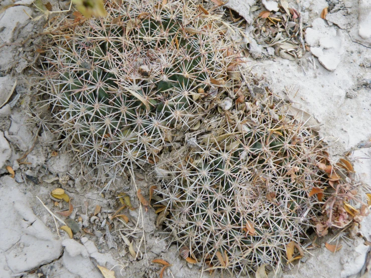 cactus plants growing on the top of a desert with frost on them