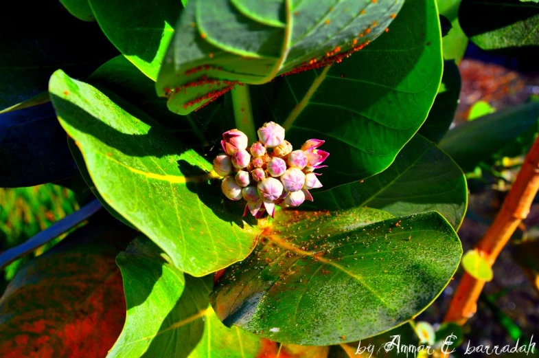 a flower that is on a green leaf