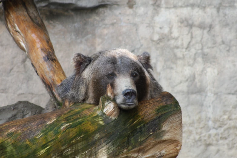 there is a large bear with its eyes closed and sitting on a log