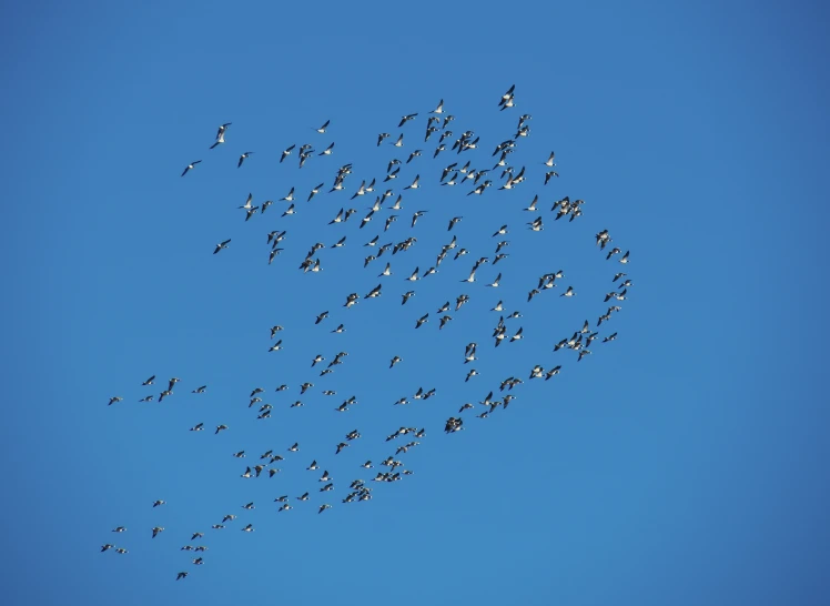 the birds are in the heart shaped formation