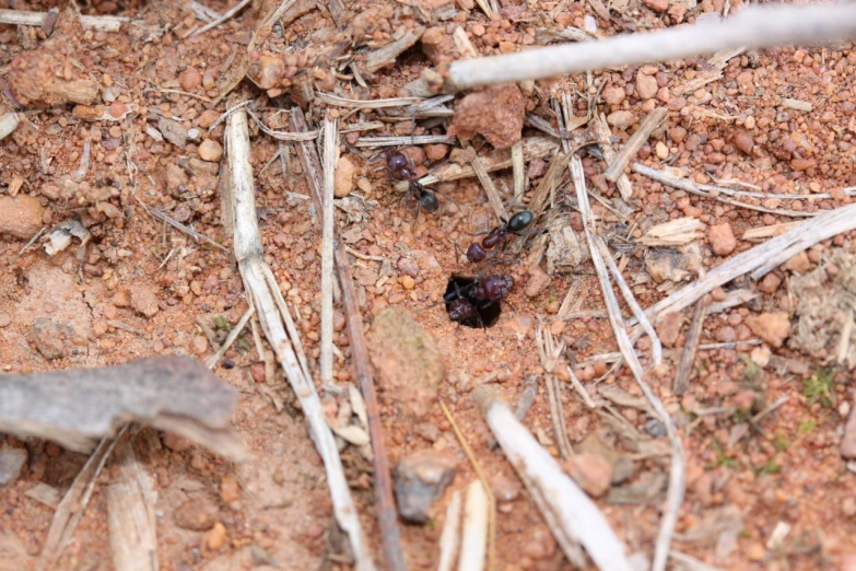 an ant insect and its surroundings in the desert