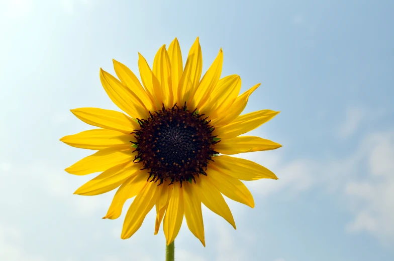 the sunflower stands out in the blue sky