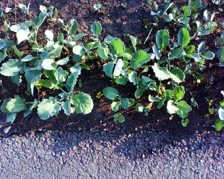 the plants are ready to plant in the garden