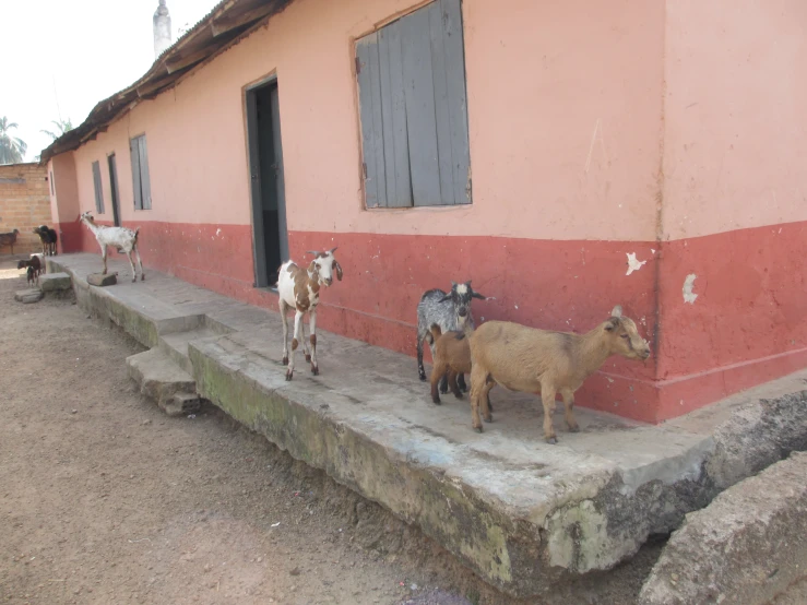 three goats on a porch outside a house