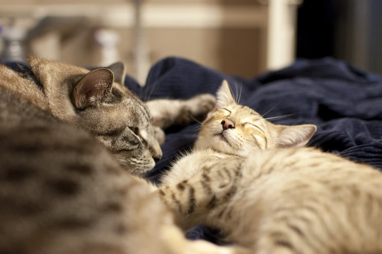 a cat and another sleeping animal near one another