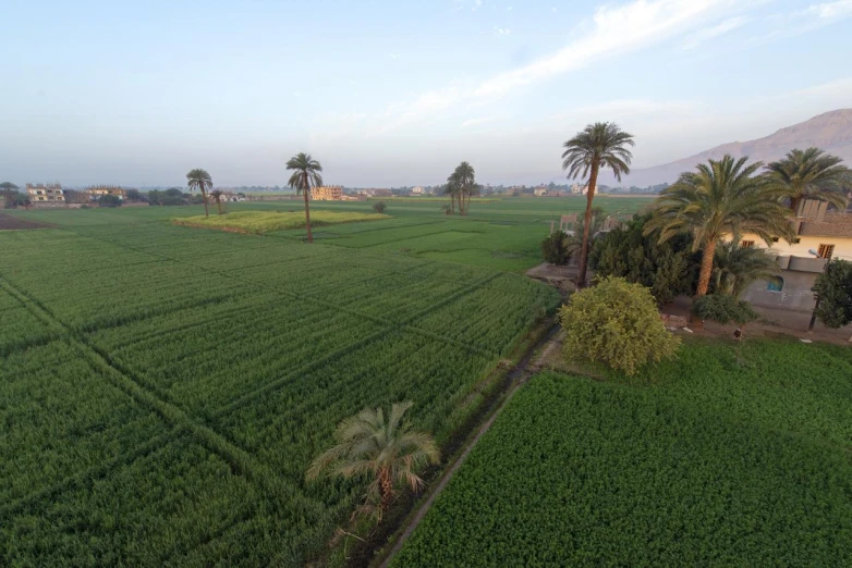 a large open space surrounded by palm trees