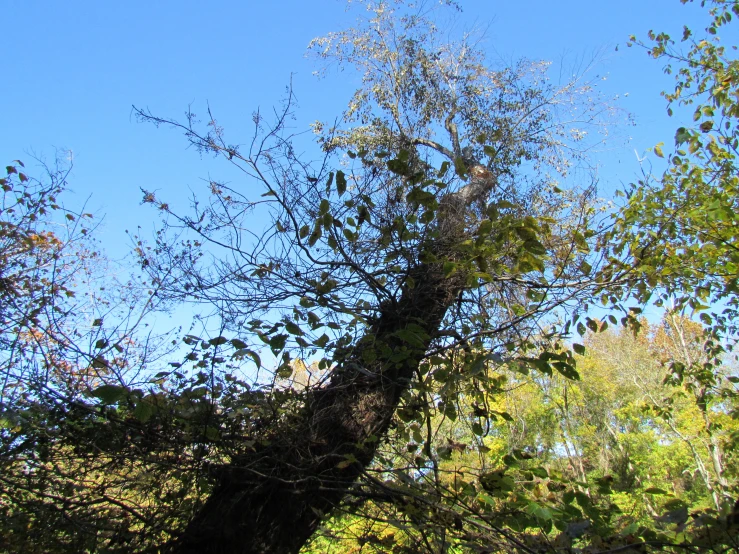 the top part of a very tall tree with lots of leaves