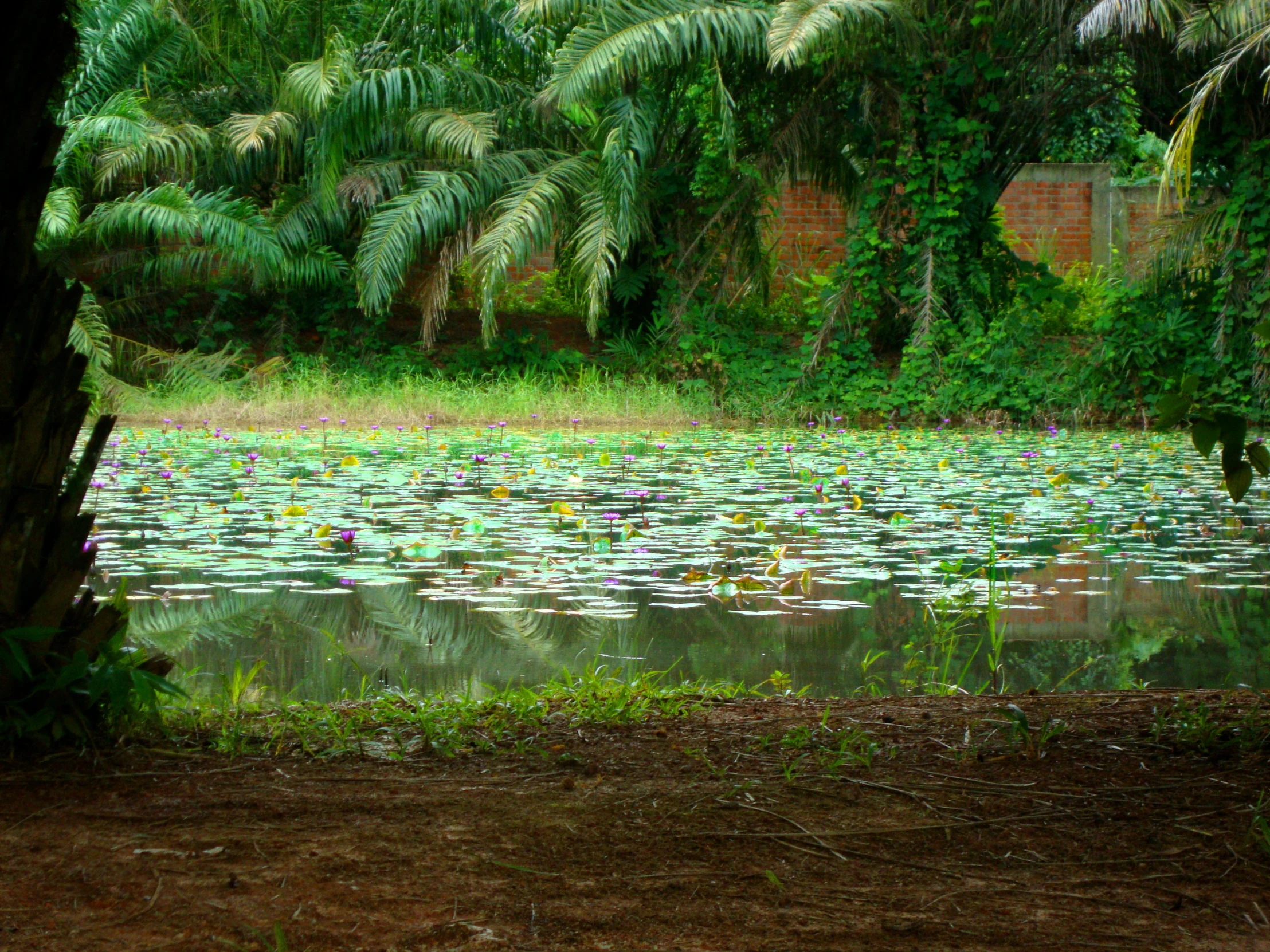 a lush green forest next to a lake filled with water lillies