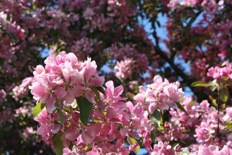 the nches and flowers of a pink blossomed tree