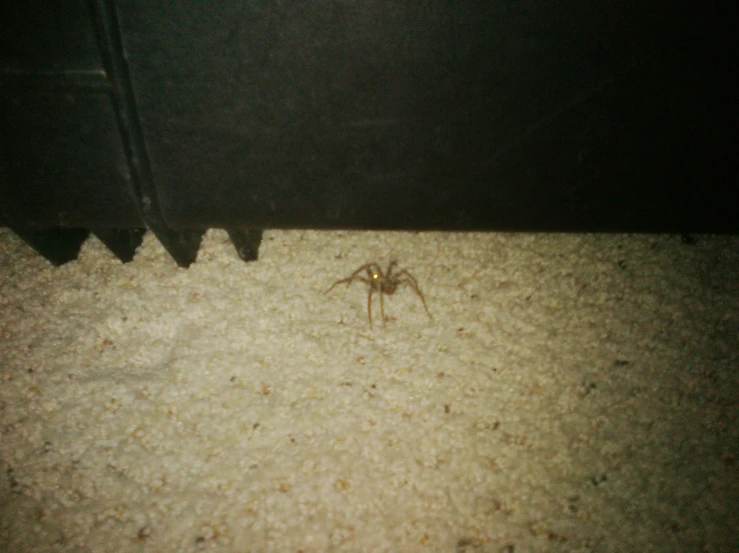 an image of a brown spider crawling under the bed