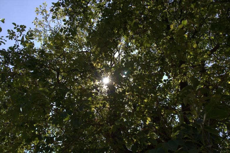 the sun peeking through a leafy tree at twilight