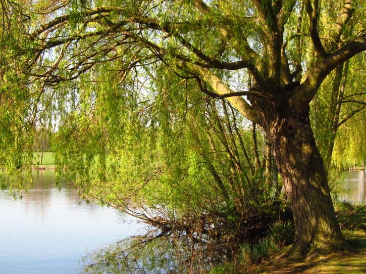 a green tree with water in the background