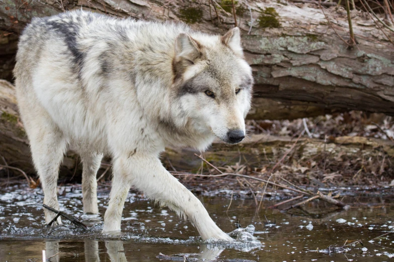 a gray and white wolf walking in the water