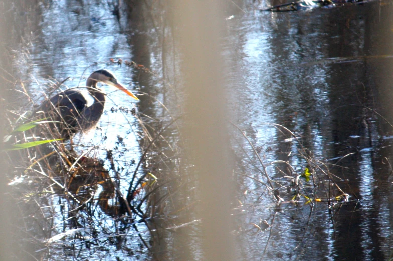 a duck walking along the waters edge