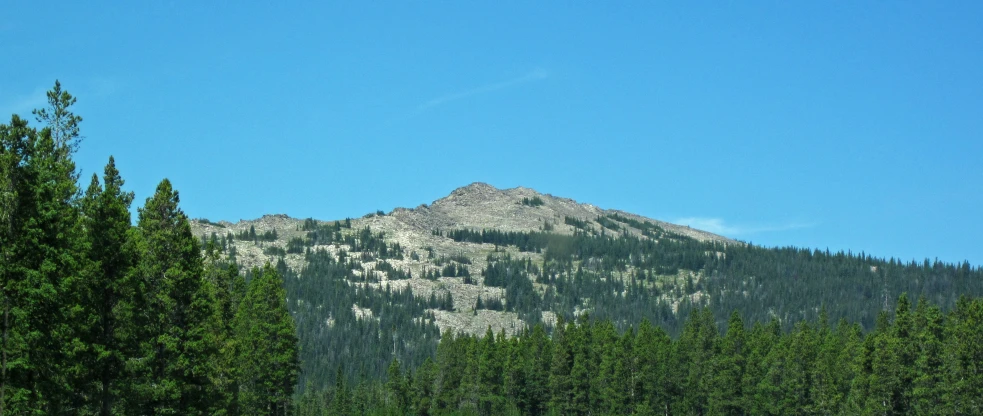 a lush green forest with a mountain in the background