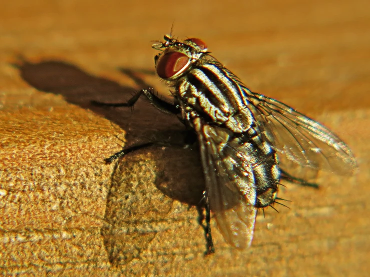 a fly with black legs and red eyes sitting on the edge of a wood surface