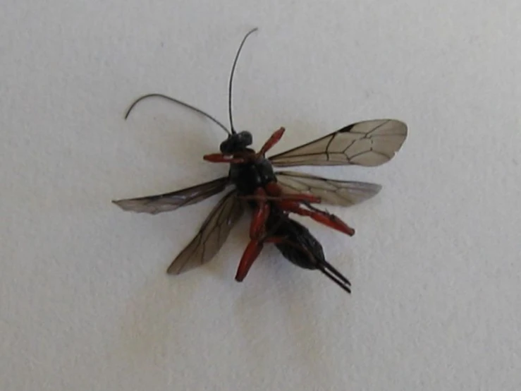 two black and brown insect on white surface