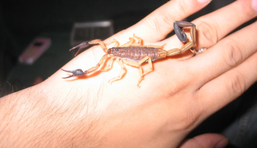 a person holds out an object with three large bugs on it