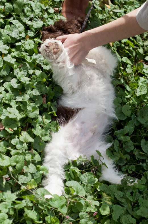 a dog getting a bath from its owner in the green plants