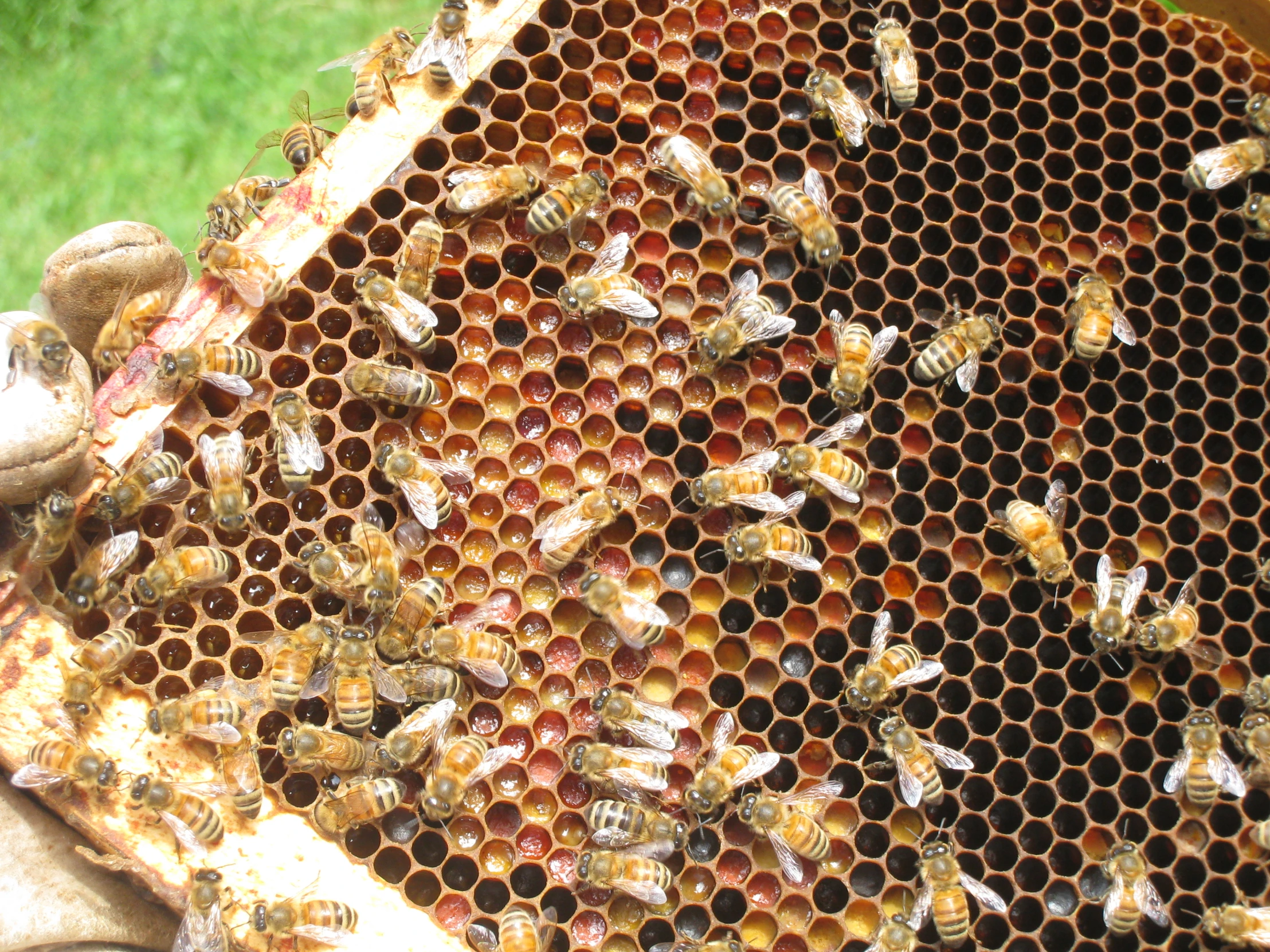 several bee hives lay in a comb on the ground