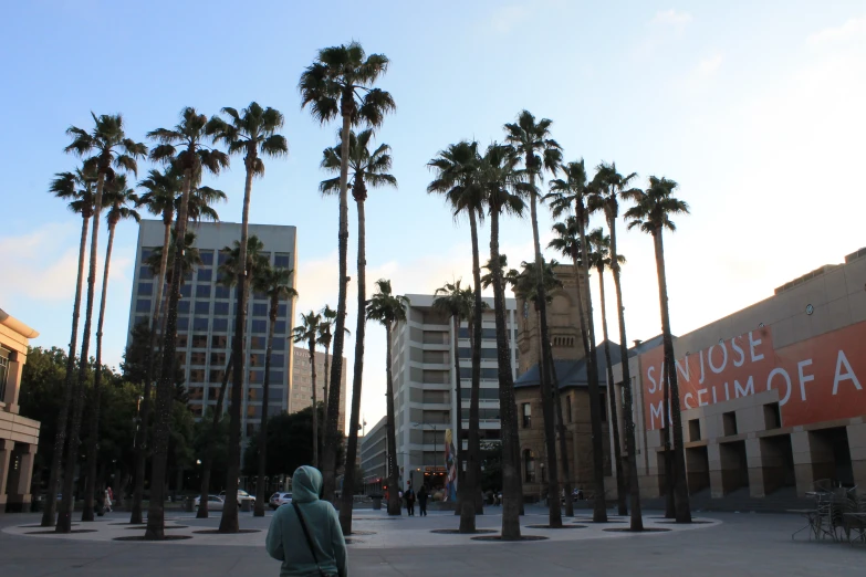 tall palm trees surround the center of a shopping mall