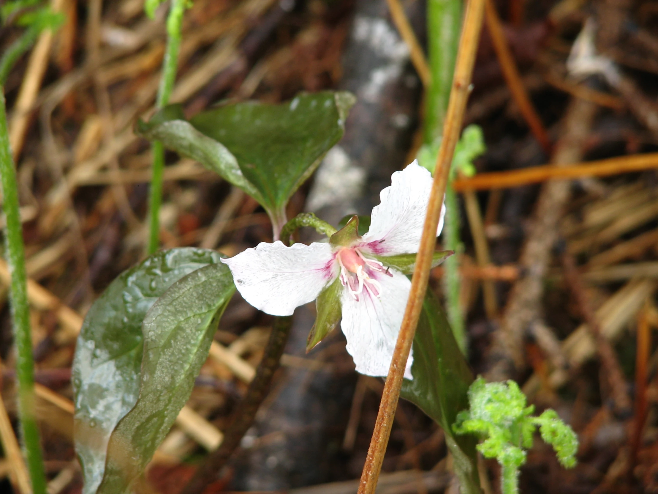 the flowers are starting to white with pink center