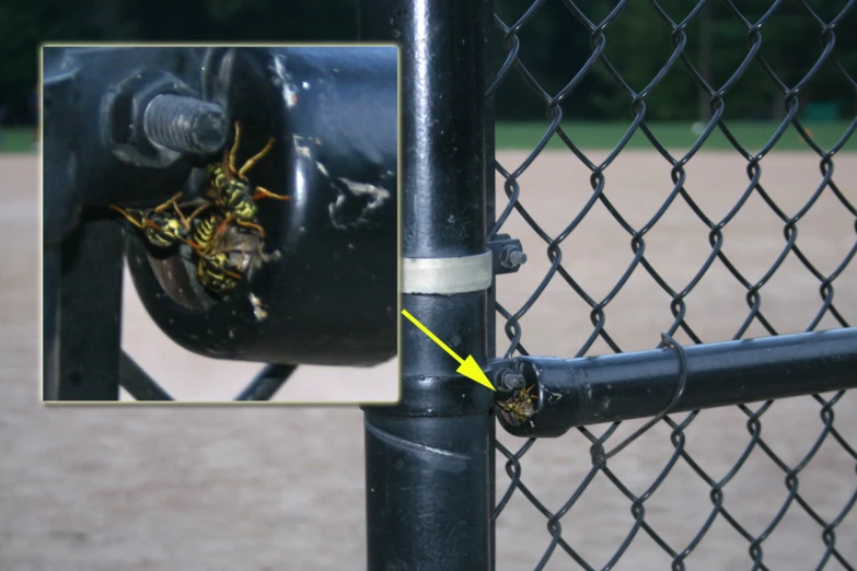 a yellow hornet in it's habitat, sitting on a fence