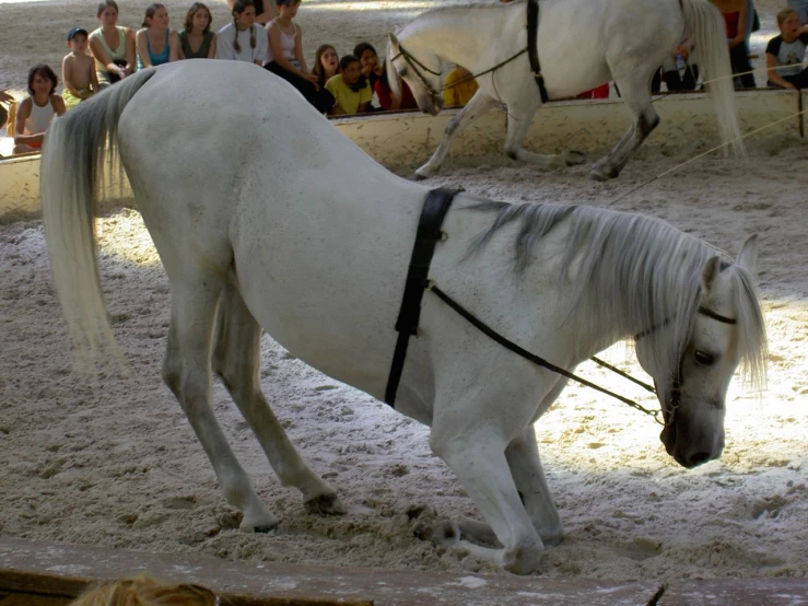 a white horse with a black mane looking at a person
