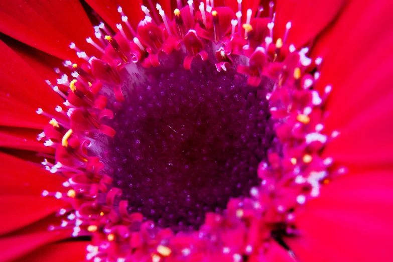 a close - up view of a purple and red flower